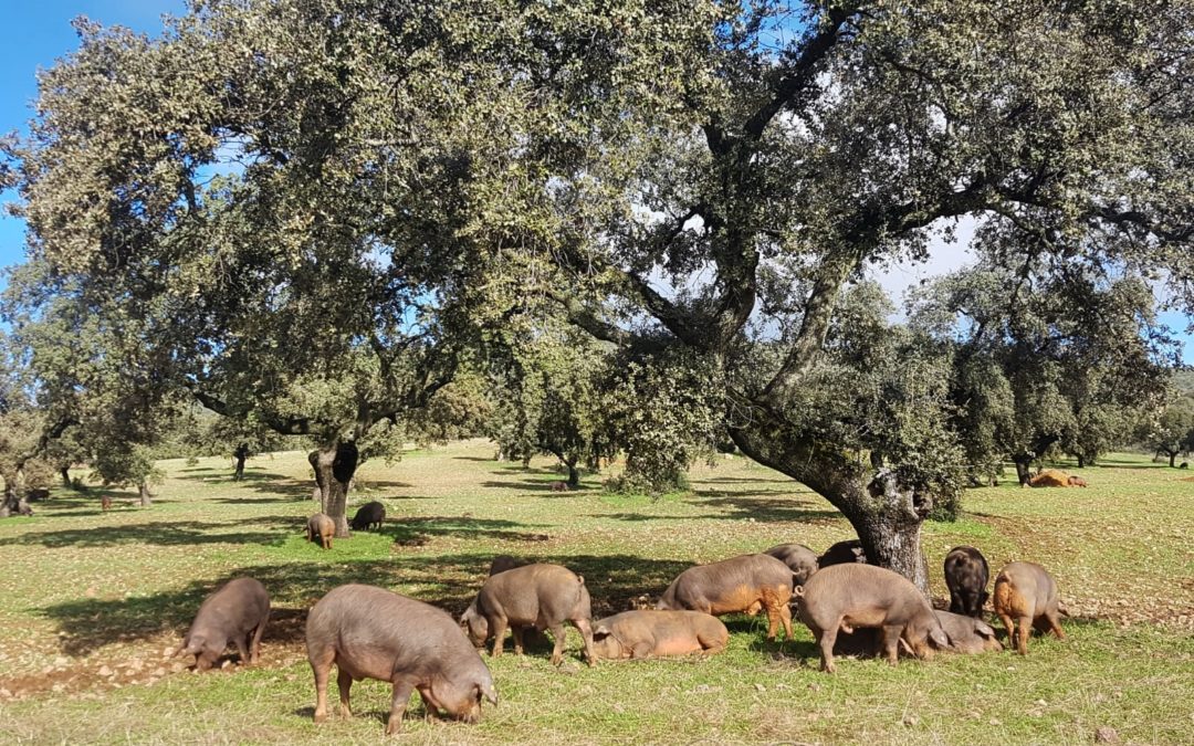 Estancia en montanera: el resort de los cerdos ibéricos